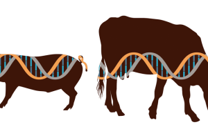 Переводы DE-RU: генетика, сельское хозяйство
