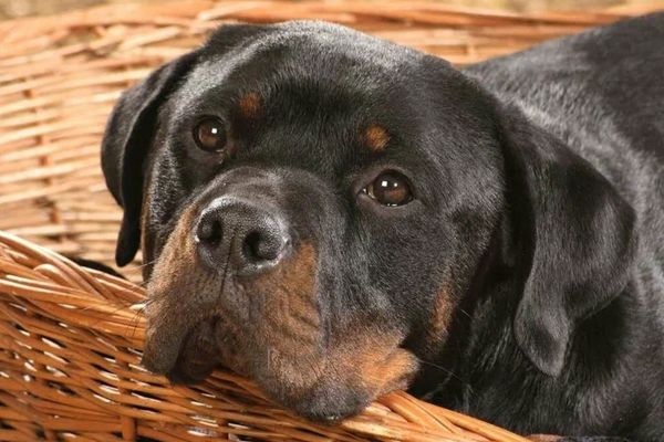 Одностраничный сайт для гипоаллергенных лакомств для собак