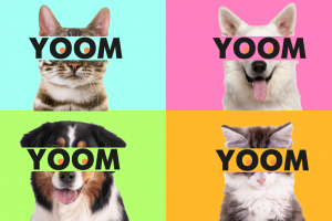 Фирменный стиль для зоомагазина, который хотел стать «домом для хвостиков и их людей»