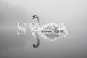 Разработка логотипа компании