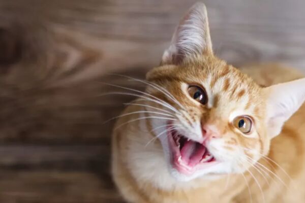 cats1.png