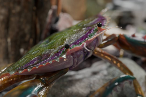 Создание крабика по фану