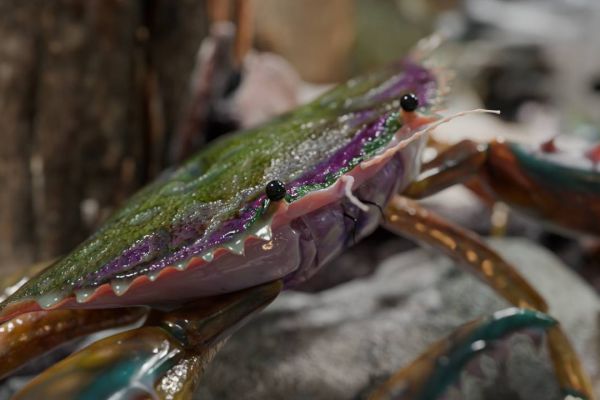 Создание крабика по фану