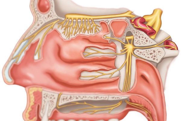 Плакат Нервы носовой полости