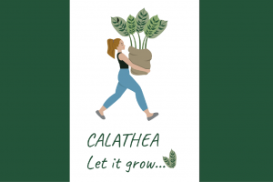 Иллюстративная айдентика для магазина комнатных растений "Calathea"