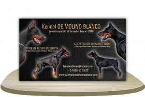 Баннер Для Выставки Собак