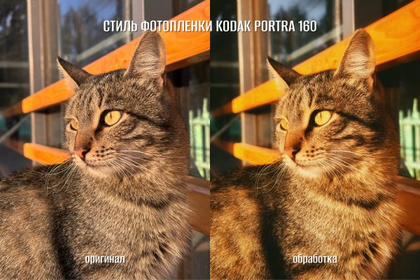 Обработка фото кота в стиле пленочной фотографии