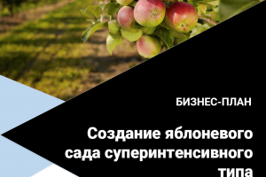 Бизнес-план создания яблоневого сада суперинтенсивного типа