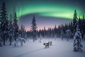 Северное сияние и олени в зимнем лесу