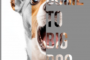 серия плакатов для фестивалей собак