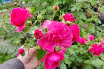 Консультация как черенковать и укоренять растения