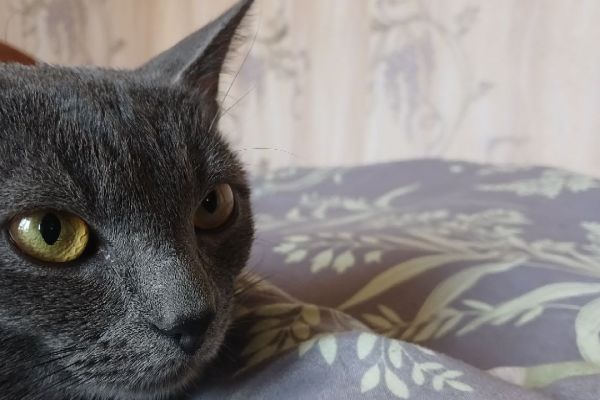 Проевклидовский ToDo лист