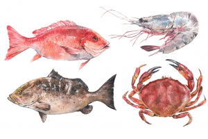 Акварельные иллюстрации морепродуктов