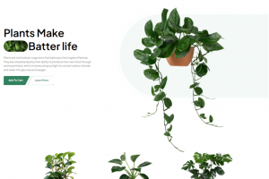 Интернет-магазин комнатных растений