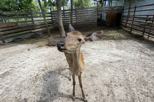 Карточки для маркетплейсов