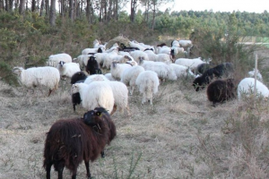 Информация о вакансии - Расшифровка аудиозаписей