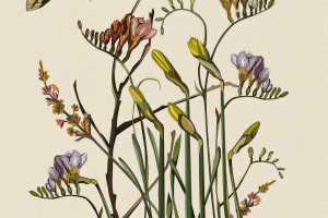 Ботанические сны