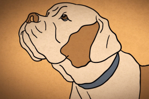 Моушн шоурил