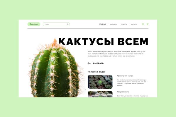 обложка кактуса.png