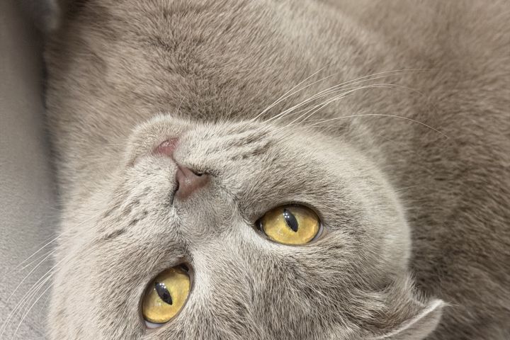 Удаленный администратор отелей