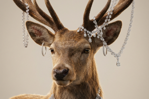 Реклама с участием животных