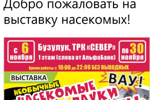 Обьявление о выставке насекомых