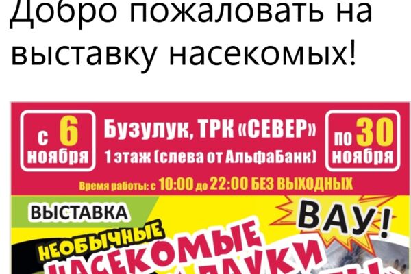 насекомые.png