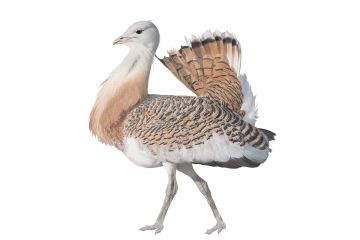 Справочное издание "Степные птицы"