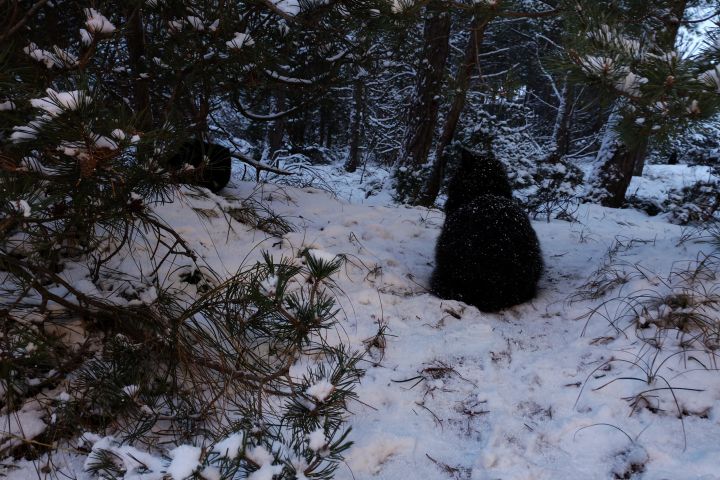 Редактор текстов.Написание текстов в стихотворной форме.Поздравления.Перевод.