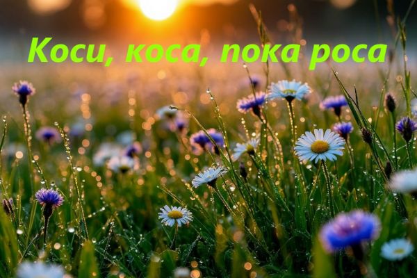 Запах лета: как пахнет скошенная трава и свобода