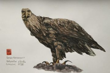 работа акварелью для историко-художественного музея