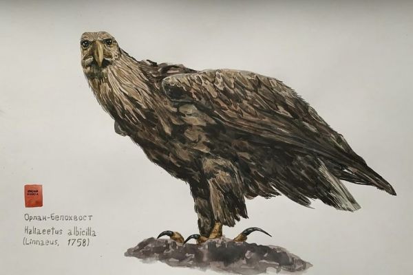 работа акварелью для историко-художественного музея