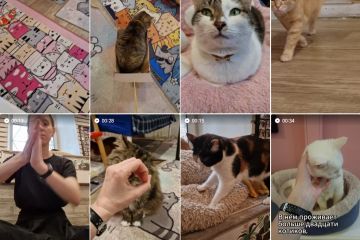 Короткие вертикальные ролики (Котофейня)