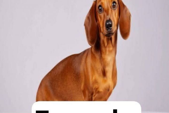 Написание итоговых проектов, курсовых, рефератов и т.п