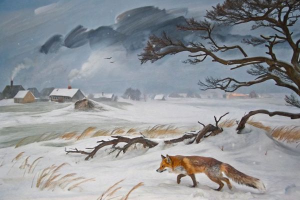 Лиса зимой, не словом больше :)