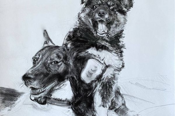 Портреты питомцев