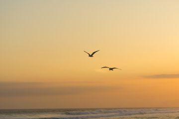 Крылья рассвета