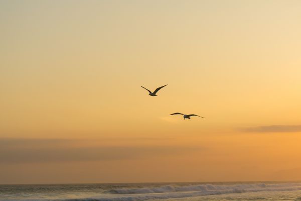 Крылья рассвета