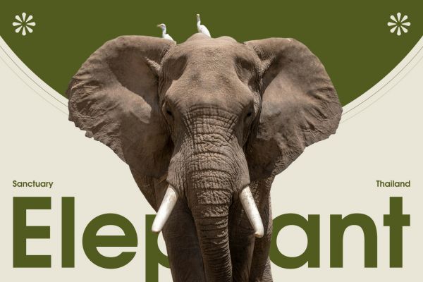 Разработка сайта для Elephant sanctuary ➜ слоновий заповедник