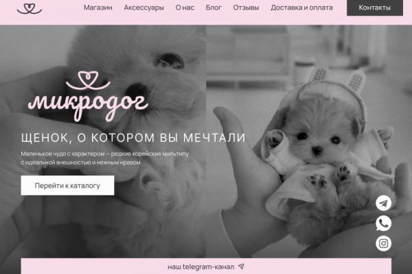 Разработка сайта для питомника Microdog (продажа щенков мальтипу и аксессуаров)