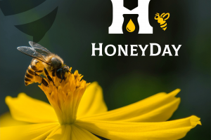 Honeyday — создание визуальной идентичности бренда.