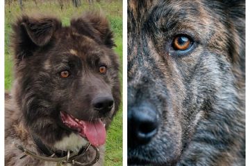 Нейрофотосессия собак-гигантов из приюта для пополнения портфолио в карточках питомцев