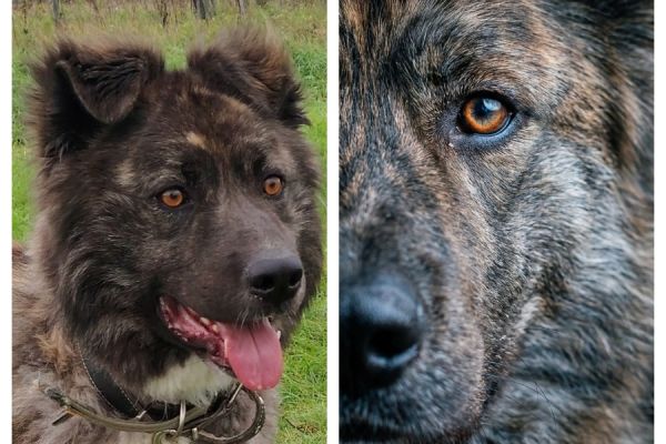 Нейрофотосессия собак-гигантов из приюта для пополнения портфолио в карточках питомцев