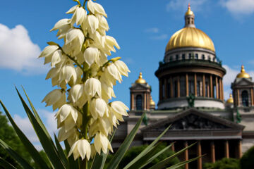 Растения в Санкт-Петербурге