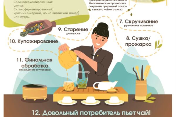 Личная работа. Инфографика о производстве чая.