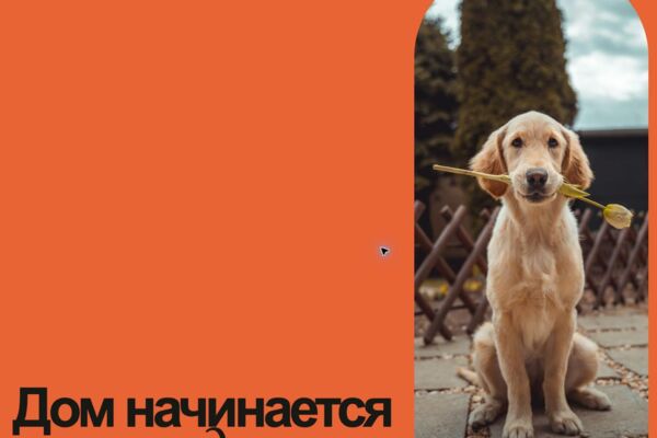 Сайт приюта. Благотворительный проект