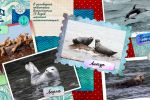 Серия открыток для государственного заповедника "Курильский"