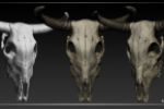 Cow_skull
