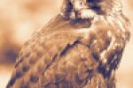 Desert Falcon  