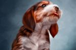 Digital Dog Oil (цифровой портрет)